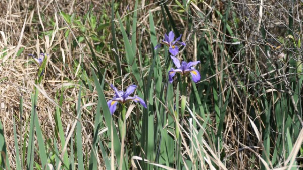 2023 MN Okefenokee Swamp Iris